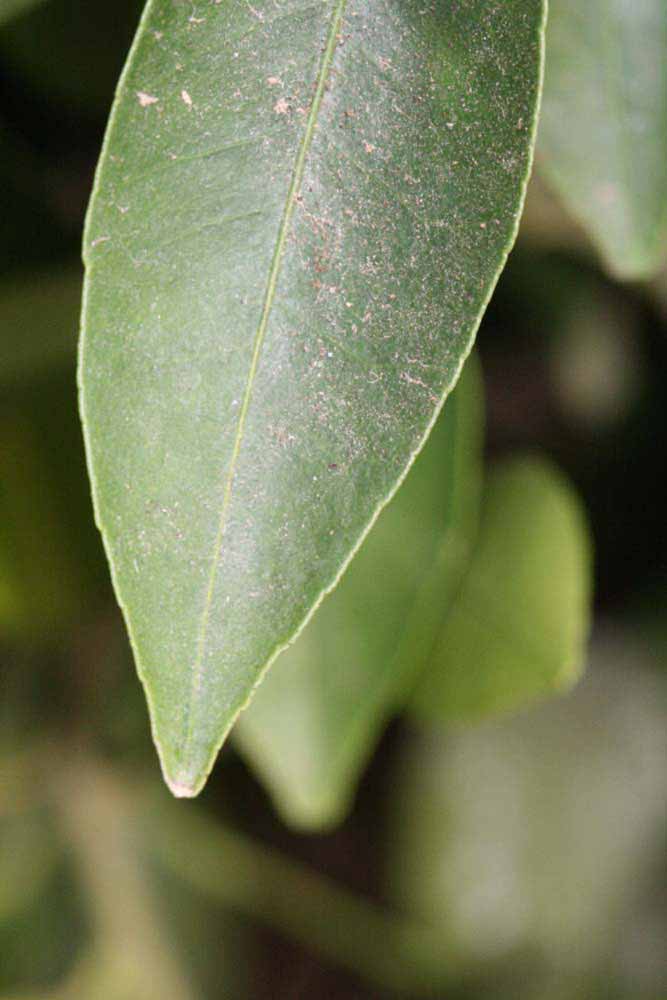              Margin (Riverside, CA)       